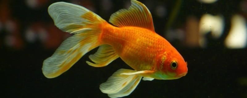 金龍魚腹部形態觀察技巧：-觀察金龍魚的腹部形態觀察技巧與方法建議