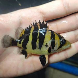 印尼和蘇虎區別是什么：印尼虎和蘇虎區別是什么