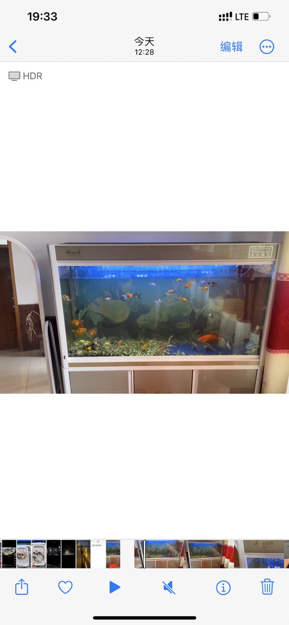 觀賞魚