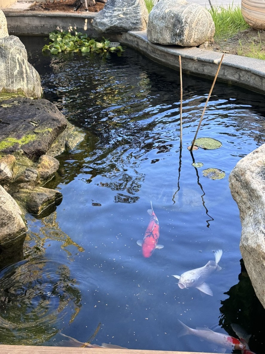 庭院魚池建好半年，新入三條，湊齊五條錦鯉。今天買的一條單頂品相還可以，雖然個頭最小。個頭最大的白錦鯉嘴巴有點歪，不知魚嘴為什么會歪呢？難道是喝奶嘴長歪了嗎？