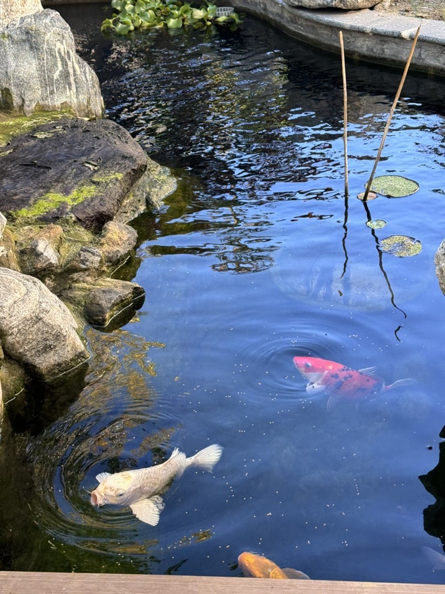 庭院魚池建好半年，新入三條，湊齊五條錦鯉。今天買的一條單頂品相還可以，雖然個頭最小。個頭最大的白錦鯉嘴巴有點歪，不知魚嘴為什么會歪呢？難道是喝奶嘴長歪了嗎？
