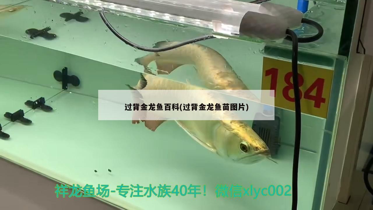 過背金龍魚百科(過背金龍魚苗圖片) 過背金龍魚百科(過背金龍魚苗圖片) 金龍魚百科