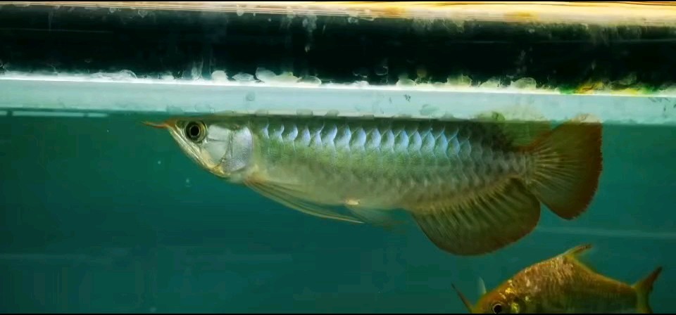 現在龍殿還有人看龍魚嘛