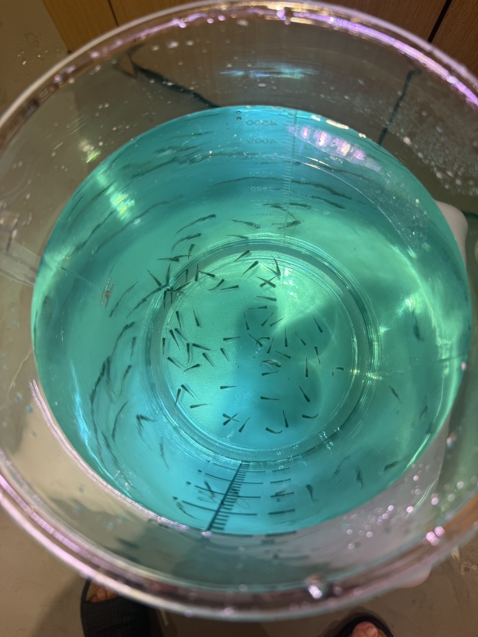 放魚