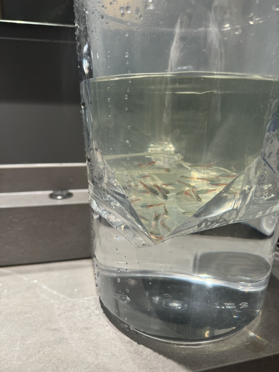 放魚