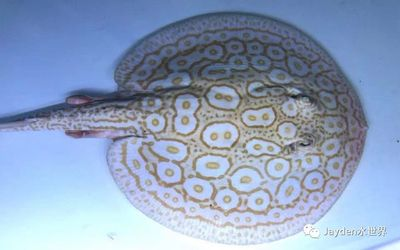 魟魚的毒素主要成分：魟魚的毒素主要作用于中性不安定的蛋白質venom)