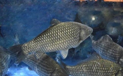 家養(yǎng)的龍魚死了咋處理：家養(yǎng)的龍魚死了咋處理好