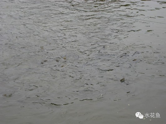 家庭魚缸養魚技巧：家庭魚缸養魚技巧注意事項
