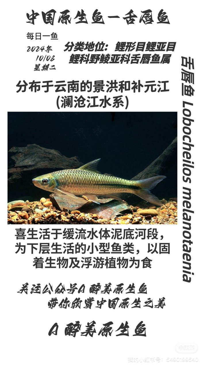 舌唇魚