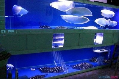 魟魚(yú)剛買(mǎi)回來(lái)趴著不動(dòng)：魟魚(yú)剛買(mǎi)回來(lái)不愛(ài)動(dòng)怎么辦 魟魚(yú)剛買(mǎi)回來(lái)趴著不動(dòng)：魟魚(yú)剛買(mǎi)回來(lái)不愛(ài)動(dòng)怎么辦 魟魚(yú)百科 第3張