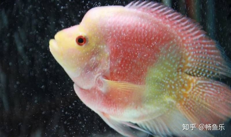 觀賞魚(yú)大眼病是什么原因(關(guān)于觀賞魚(yú)突眼病的一些問(wèn)題) 全國(guó)水族館企業(yè)名錄 第4張 觀賞魚(yú)大眼病是什么原因(關(guān)于觀賞魚(yú)突眼病的一些問(wèn)題) 觀賞魚(yú)大眼病是什么原因(關(guān)于觀賞魚(yú)突眼病的一些問(wèn)題) 全國(guó)水族館企業(yè)名錄 第4張