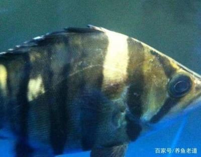 觀賞魚(yú)大眼病是什么原因（關(guān)于觀賞魚(yú)突眼病的一些問(wèn)題） 觀賞魚(yú)大眼病是什么原因（關(guān)于觀賞魚(yú)突眼病的一些問(wèn)題） 全國(guó)水族館企業(yè)名錄 第3張