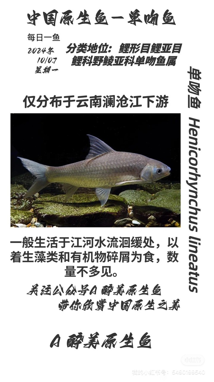 單吻魚 單吻魚 龍魚論壇