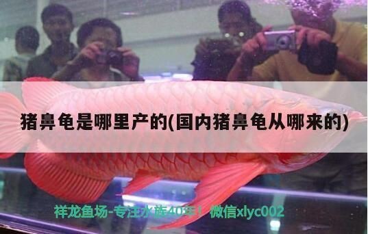 豬鼻龜繁殖視頻教程：豬鼻龜怎么繁殖