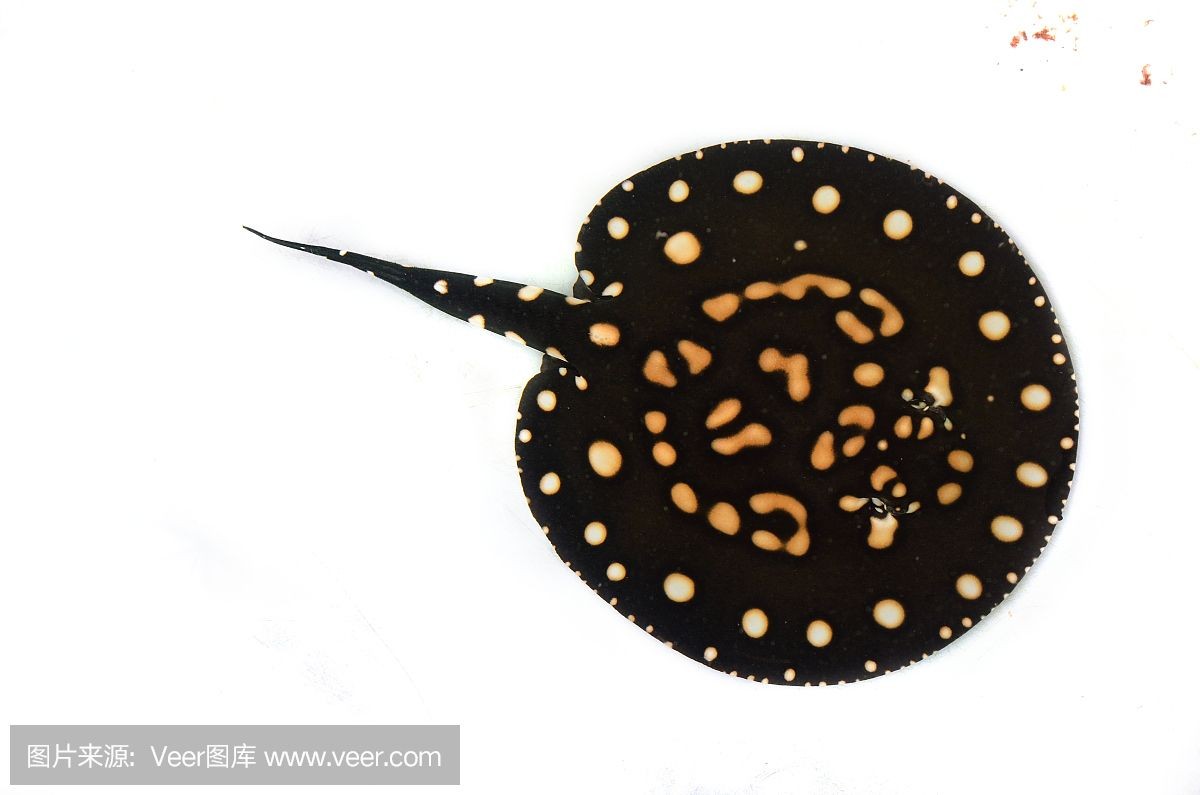 魟魚灰色為什么比黑色貴：為什么[需手動填充]魚灰色為什么比黑色貴