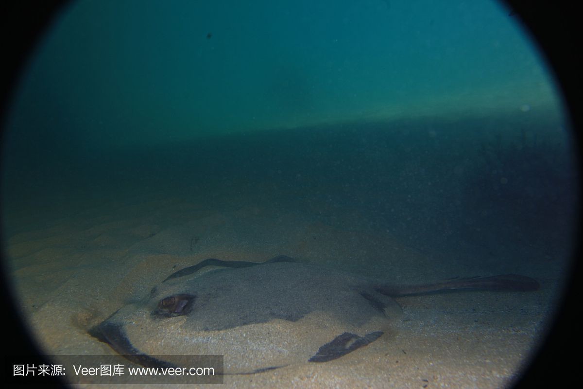 魟魚灰色為什么比黑色貴：為什么[需手動填充]魚灰色為什么比黑色貴
