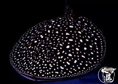 魟魚灰色為什么比黑色貴：為什么[需手動填充]魚灰色為什么比黑色貴