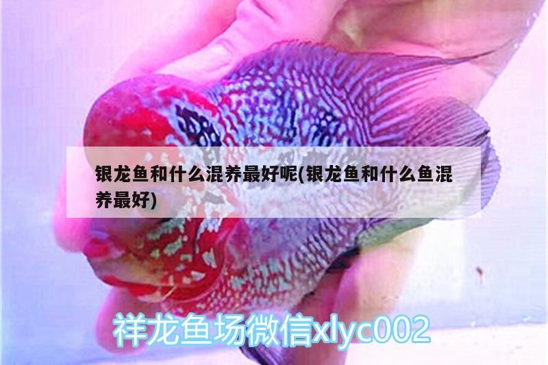 銀龍魚和什么混養最好呢(銀龍魚和什么魚混養最好)