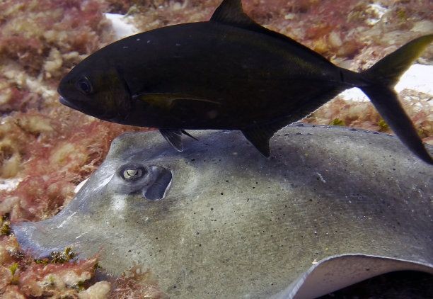 魟魚多長時間不吃東西會死掉：魟魚不吃東西會死掉嗎