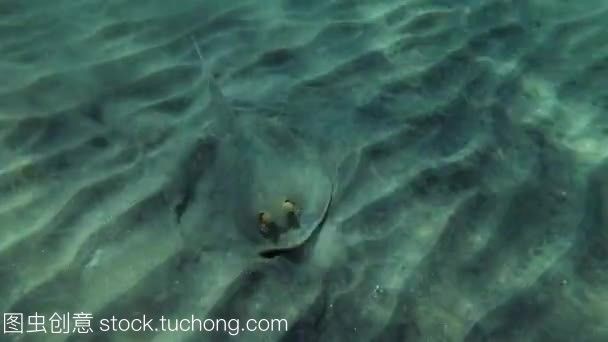 魟魚多長時間不吃東西會死掉：魟魚不吃東西會死掉嗎