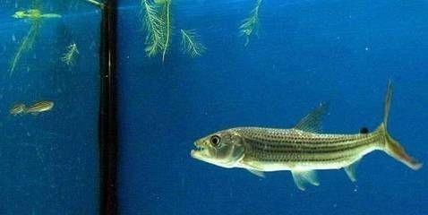 養殖虎魚能掙錢嗎：養殖虎魚能賺錢嗎