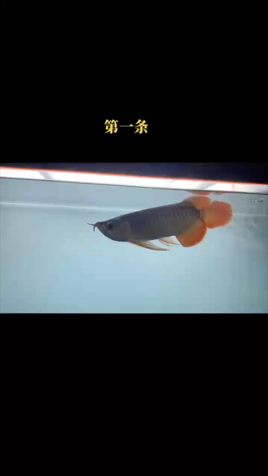 很久沒有更新過小尺寸個體了。 歡迎欣賞?????? #龍魚 #萬隆天王紅龍 #大湖魚