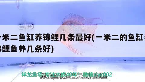 詳細(xì)閱讀:一米二魚(yú)缸養(yǎng)錦鯉幾條最好(一米二的魚(yú)缸養(yǎng)錦鯉魚(yú)養(yǎng)幾條好) 一米二魚(yú)缸養(yǎng)錦鯉幾條最好(一米二的魚(yú)缸養(yǎng)錦鯉魚(yú)養(yǎng)幾條好)