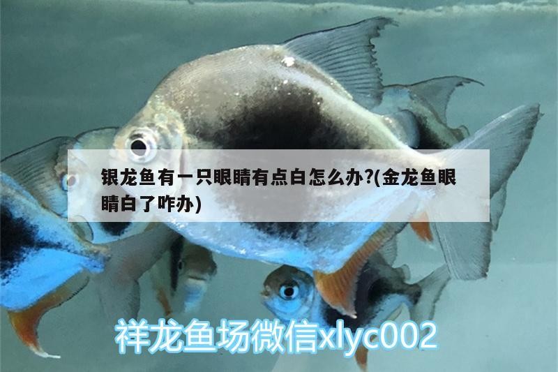 銀龍魚(yú)有一只眼睛有點(diǎn)白怎么辦?(金龍魚(yú)眼睛白了咋辦)