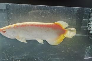 岳陽龍魚vs祥龍魚場（岳陽龍魚與祥龍魚場之間的差異）