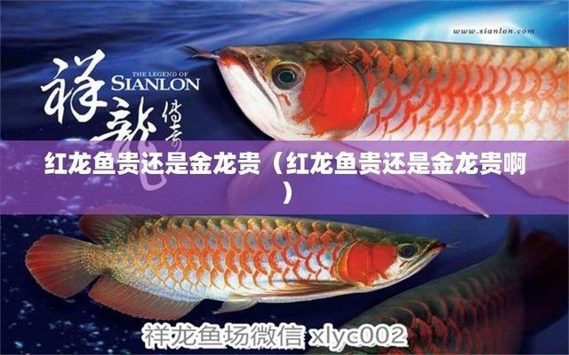 紅龍魚和金龍魚的價錢一樣嗎