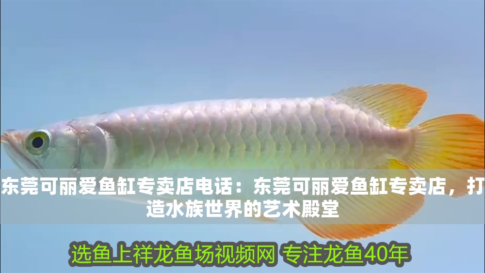 東莞可麗愛魚缸專賣店電話：東莞可麗愛魚缸專賣店，打造水族世界的藝術殿堂