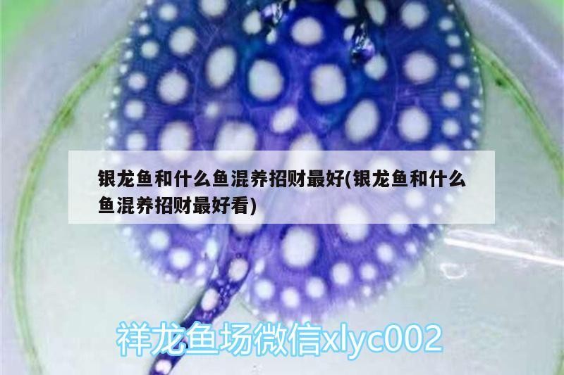 銀龍魚和什么魚混養招財最好(銀龍魚和什么魚混養招財最好看)