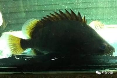 怎么讓印尼虎魚變明亮：怎么讓印尼虎魚變明亮，怎么讓印尼虎魚變明亮的方法