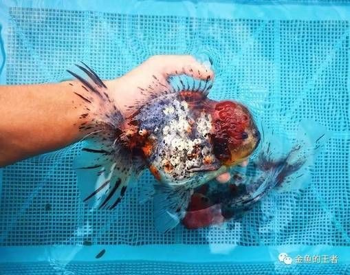 金龍魚顏色暗淡處理：處理金龍魚顏色暗淡的方法