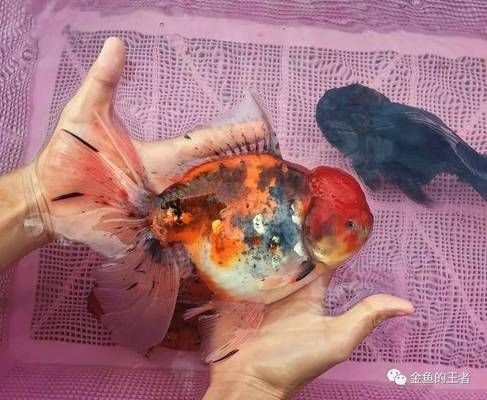 金龍魚顏色暗淡處理：處理金龍魚顏色暗淡的方法