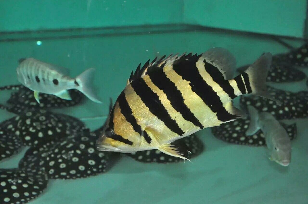 蘇虎魚為什么變色的原因有哪些：蘇虎魚變色的原因有哪些