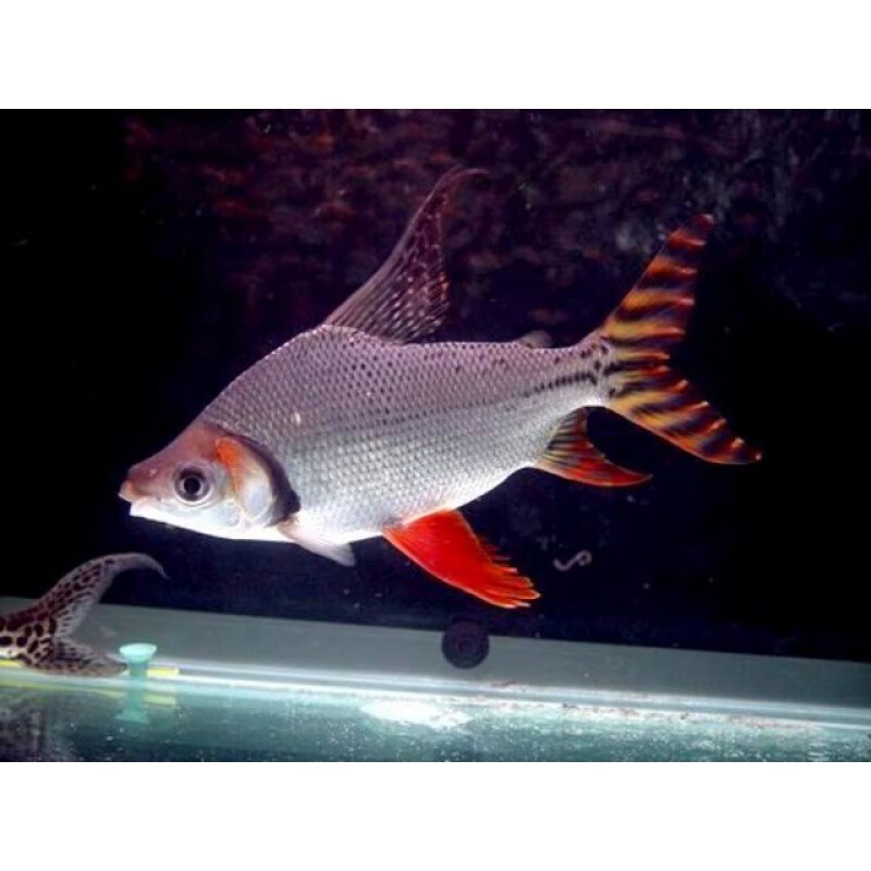 家里魚缸養(yǎng)多少條魚好：家里魚缸養(yǎng)多少條魚好呢