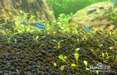 家里魚缸不能超過幾個：家中魚缸養幾條魚最好