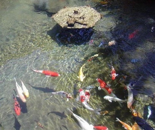 家里有鳥窩好不好：家里有兩個鳥家里有鳥窩好不好