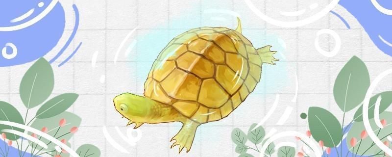 咸鱈龍魚的做法，簡單點又美味，咸鱈龍魚燉豆腐渣，簡單點又美味，