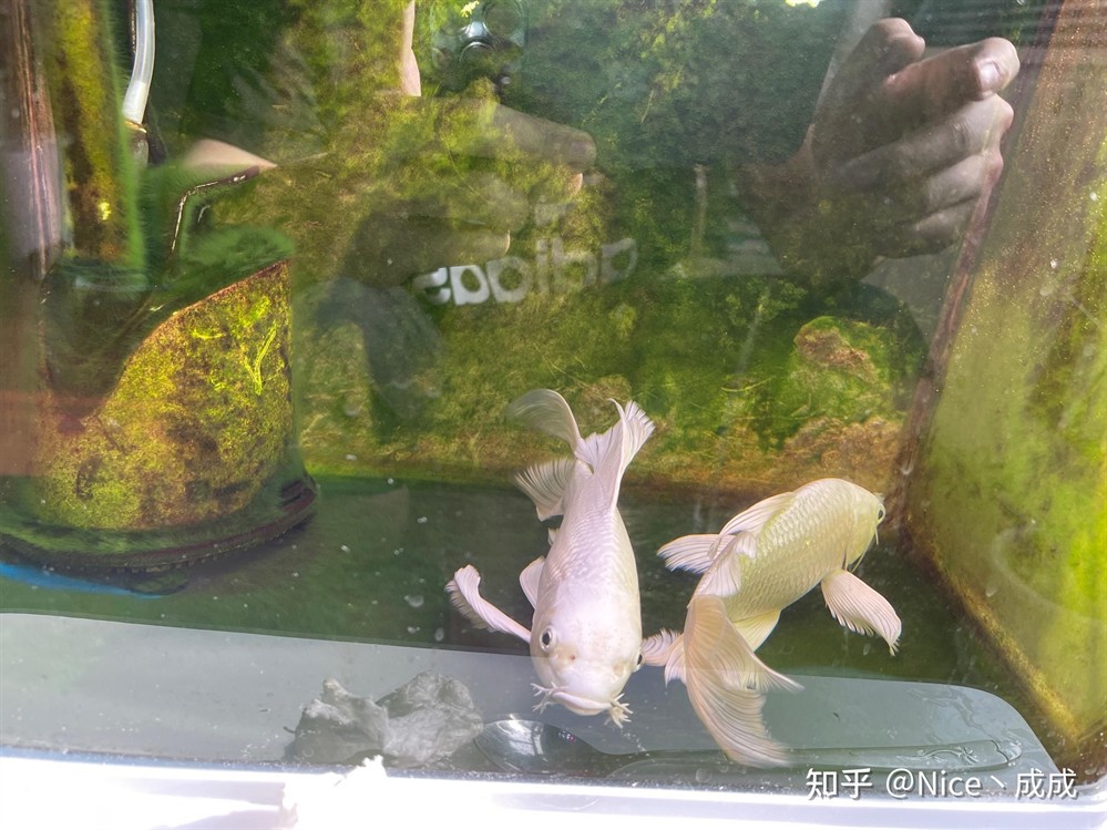 60的魚缸適合養(yǎng)多大的錦鯉魚：60厘米的魚缸不適合養(yǎng)大型錦鯉魚，養(yǎng)殖技巧和注意事項(xiàng)