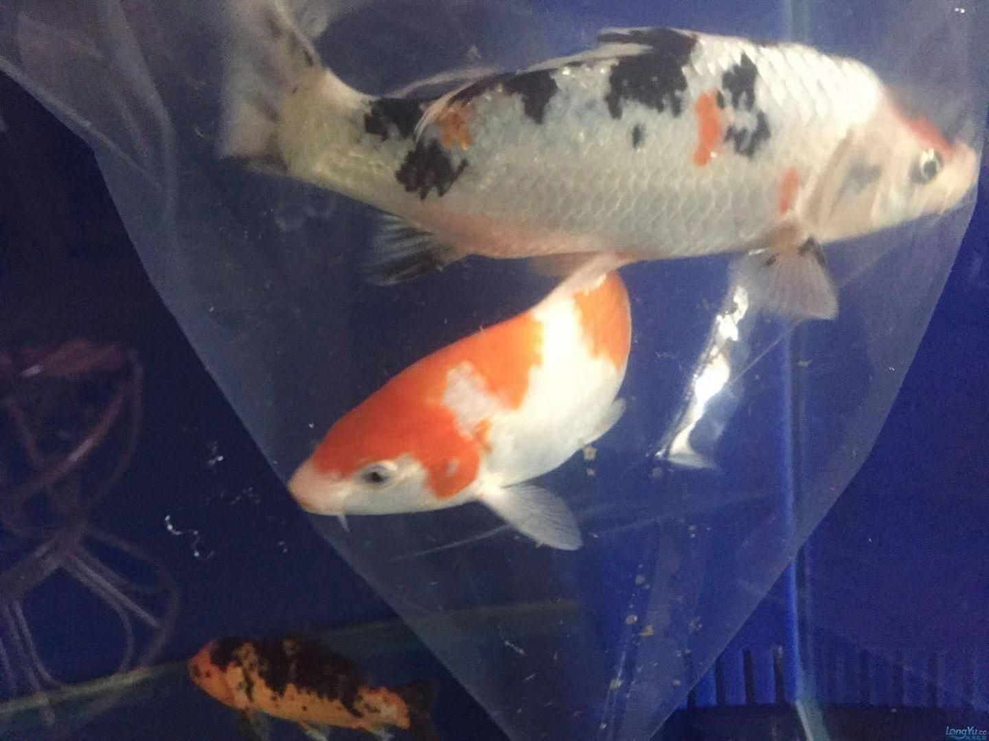 60的魚缸適合養(yǎng)多大的錦鯉魚：60厘米的魚缸不適合養(yǎng)大型錦鯉魚，養(yǎng)殖技巧和注意事項(xiàng)