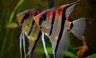 北京哪有魚缸批發(fā)市場啊多少錢（北京哪有魚缸批發(fā)市場啊多少錢一個）