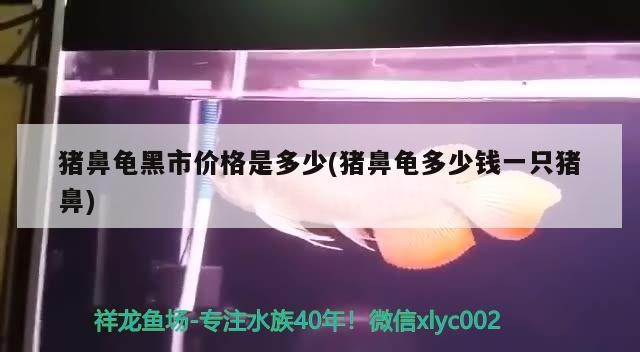 豬鼻龜黑市價(jià)格是多少(豬鼻龜多少錢一只豬鼻)
