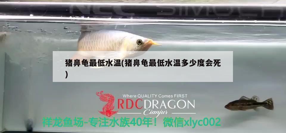 豬鼻龜最低水溫(豬鼻龜最低水溫多少度會死)