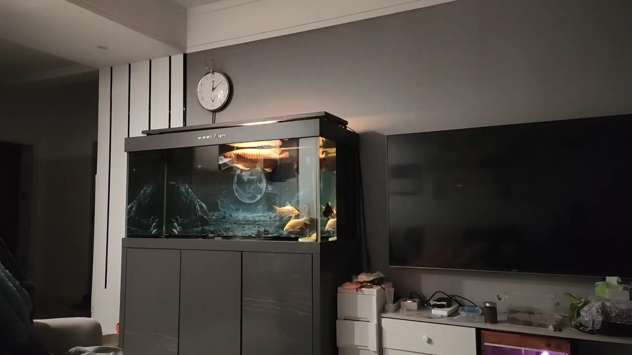 半夜坐在客廳，喝喝茶看看魚，放松心情，挺好。說實話，養了龍魚之后對其他的觀賞魚很難再有興趣，要是有個庭院興許會養養錦鯉，但居室內養魚還是龍魚賞心悅目！