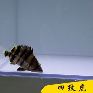 印尼三紋虎與龍魚混養比例研究，印尼三紋虎與龍魚混養安全性評估方法