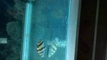 印尼三紋虎與龍魚混養比例研究，印尼三紋虎與龍魚混養安全性評估方法