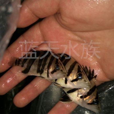 印尼三紋虎與龍魚混養比例研究，印尼三紋虎與龍魚混養安全性評估方法
