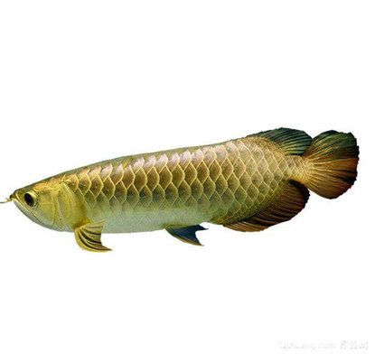 龍魚喂啥上色快vs祥龍魚場：“龍魚喂啥上色快”與“祥龍魚場”兩個品牌在提升龍魚色彩方面的效果
